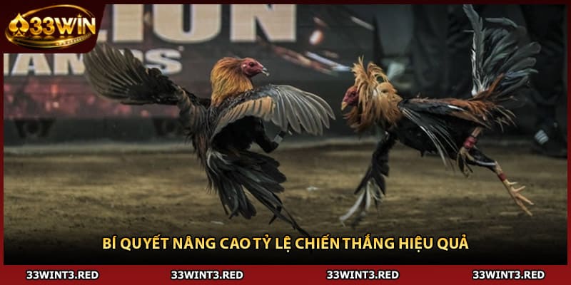 Đá Gà Thomo - Đấu Trường Nóng Bỏng Cho Dân Sành 3 Bí quyết nâng cao tỷ lệ chiến thắng hiệu quả