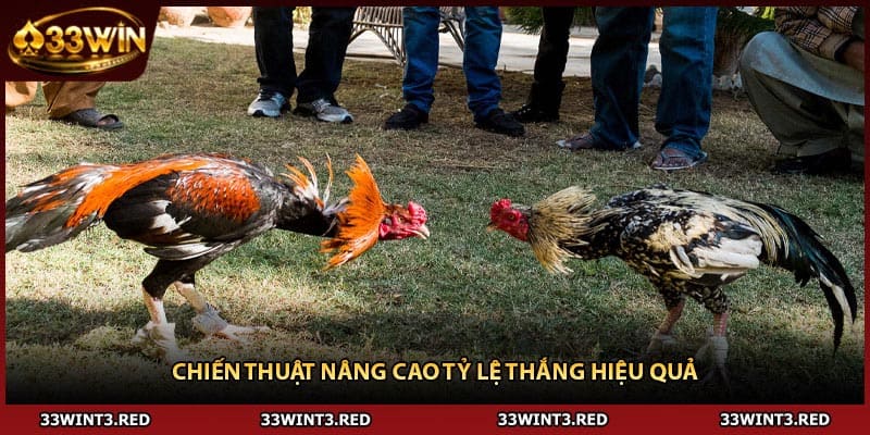 Đá Gà Online - Bí Quyết Chiến Thắng Từ Cao Thủ 3 Chiến thuật nâng cao tỷ lệ thắng hiệu quả